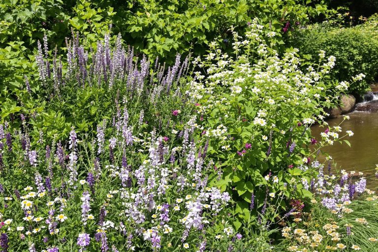 Jardin : Cette plante adorée des Français est désormais strictement interdite dans toute l’Europe.jpg