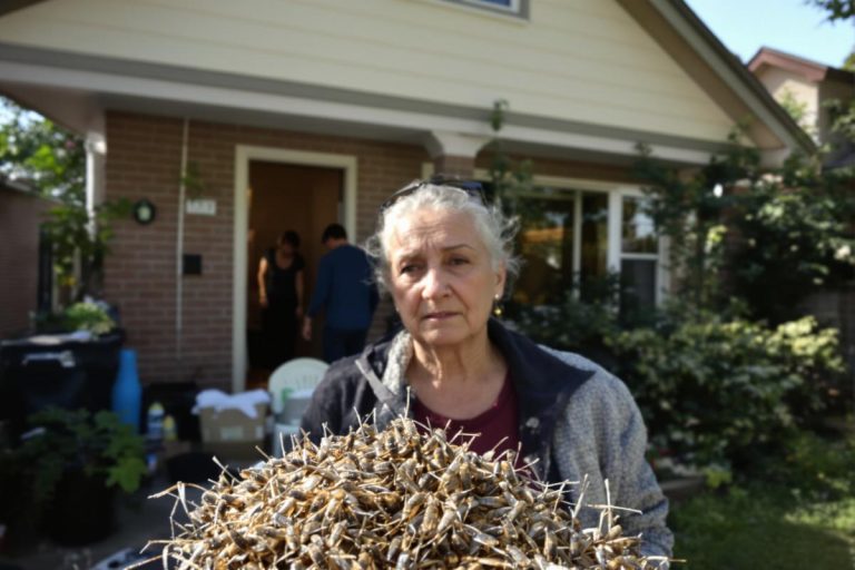 À Brive, elle pensait rentrer chez elle… ce sont les squatteurs qui ont porté plainte après l’attaque au nid de guêpes.jpg
