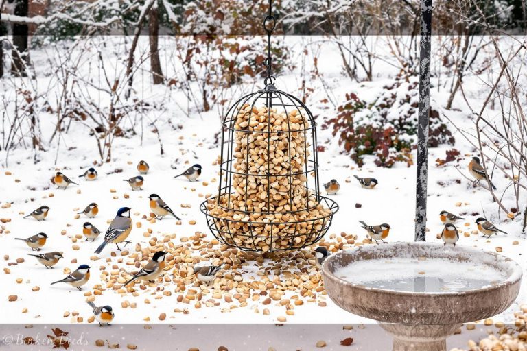 En décembre, ce petit aliment du placard que les jardiniers oublient peut vraiment sauver les oiseaux de leur jardin.jpg