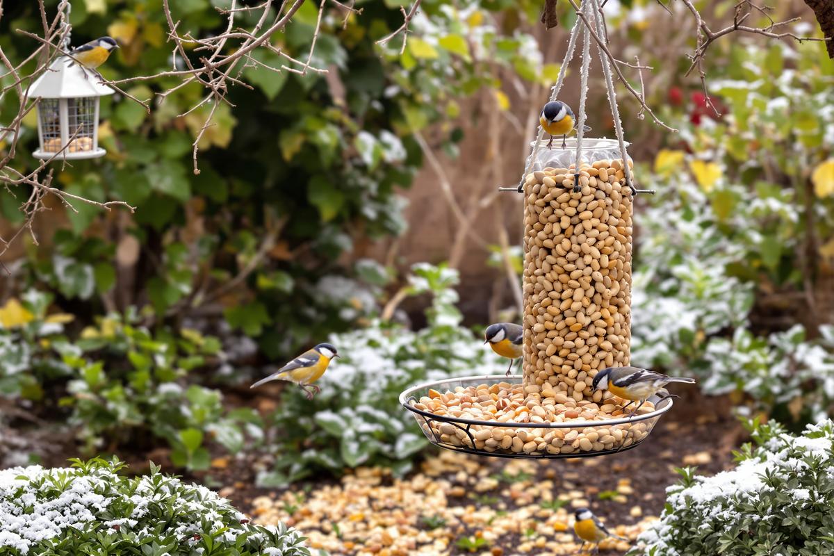 En décembre, ce petit aliment du placard que les jardiniers oublient peut vraiment sauver les oiseaux de leur jardin.jpg