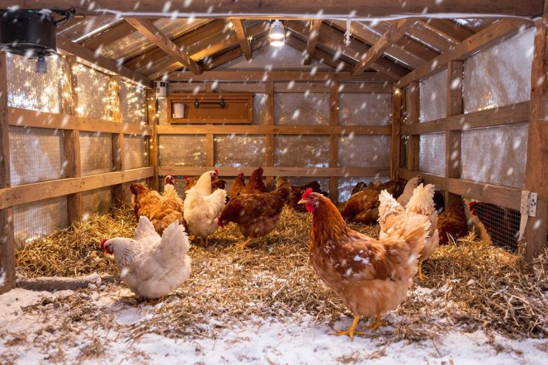 Hiver : si vos poules ne pondent plus, cette méthode simple relance la ponte et les œufs comme en été.jpg