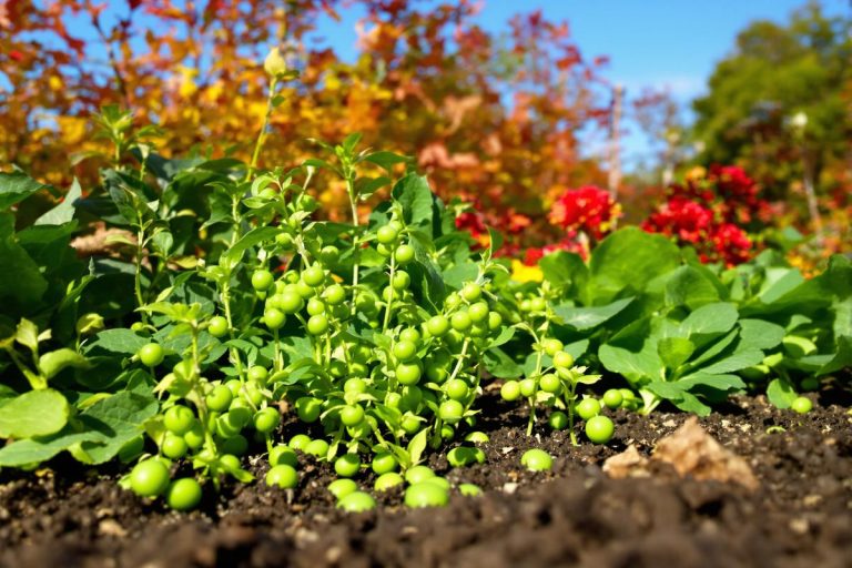 Jardiniers, ne ratez pas novembre : 3 légumes à semer maintenant pour des récoltes incroyables avant le printemps.jpg