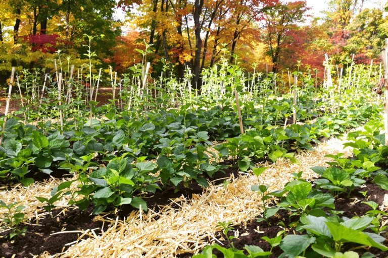 Jardiniers, ne ratez pas novembre : 3 légumes à semer maintenant pour des récoltes incroyables avant le printemps.jpg