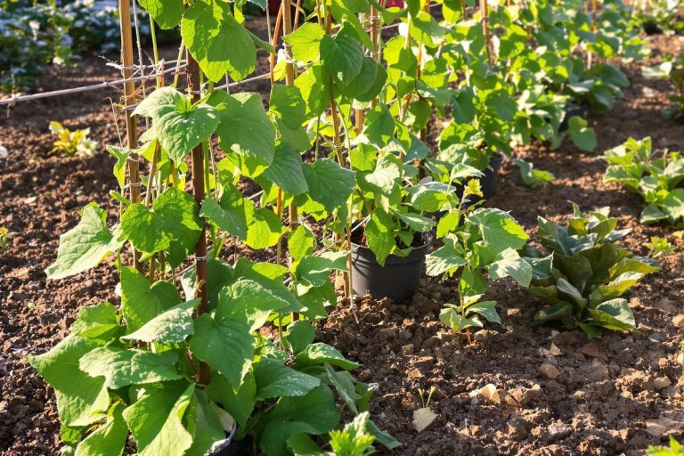 Les 3 légumes à semer en novembre pour une récolte ultra précoce.jpg