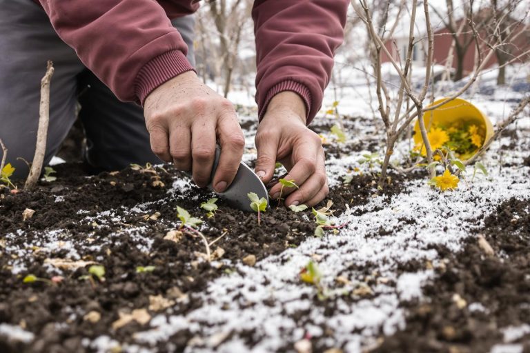Pourquoi je sème pois, fèves et radis avant janvier : ce geste d’hiver double mes récoltes au printemps.jpg
