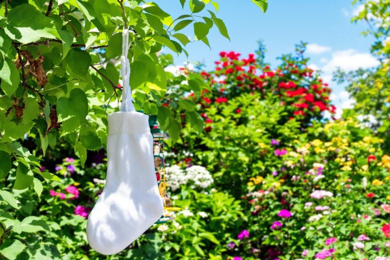 Pourquoi un savon dans une chaussette peut sauver vos oiseaux.jpg