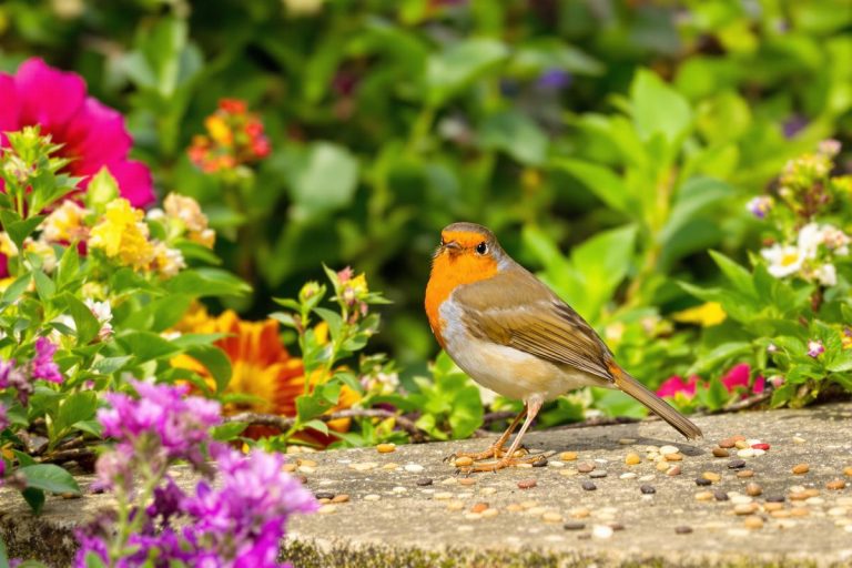Rouges-gorges au jardin : ce soir, mettez dehors cet aliment de base à 3 centimes, que presque tous les jardiniers oublient.jpg