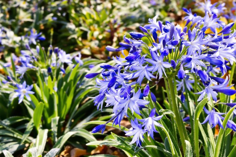 Un simple oubli d’arrosage : pourquoi autant de propriétaires d’agapanthes perdent leurs fleurs chaque hiver.jpg