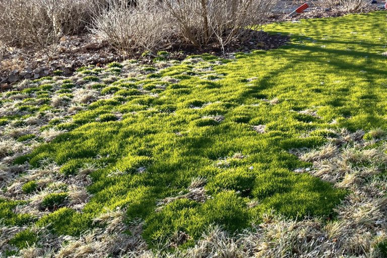Verser du liquide vaisselle sur sa pelouse en hiver : décryptage d'une astuce qui divise jardiniers et experts.jpg