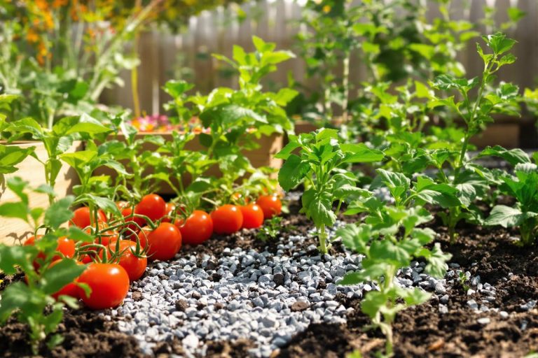 Au potager, cette poudre de cheminée gratuite fait mieux que les engrais industriels (et vous continuez à la jeter l’hiver).jpg