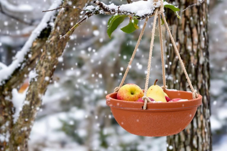 Découvrez comment un vieux pot et une coquille d'œuf peuvent aider les mésanges à passer l'hiver.jpg