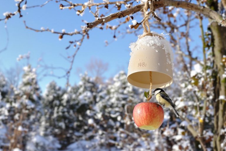Découvrez comment un vieux pot et une simple coquille d’œuf peuvent aider les mésanges à survivre tout l’hiver.jpg