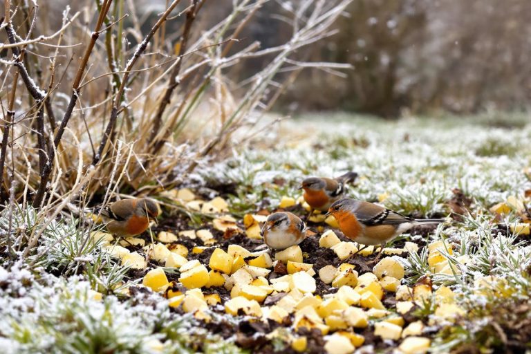 En janvier, ce drôle de reste de repas que les jardiniers britanniques devraient jeter au jardin pour aider les oiseaux.jpg