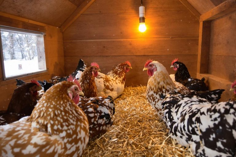 Hiver : si vos poules ne pondent plus, cette méthode simple relance la ponte et les œufs comme en été.jpg