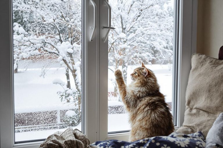 « Il trépigne devant la porte » : jusqu’à quelle température peut-on laisser sortir un chat ?.jpg