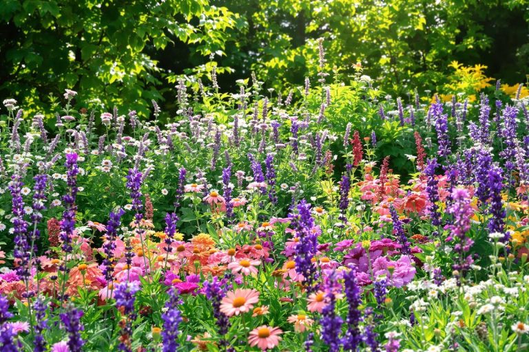Jardin : Cette plante adorée des Français est désormais strictement interdite dans toute l’Europe.jpg