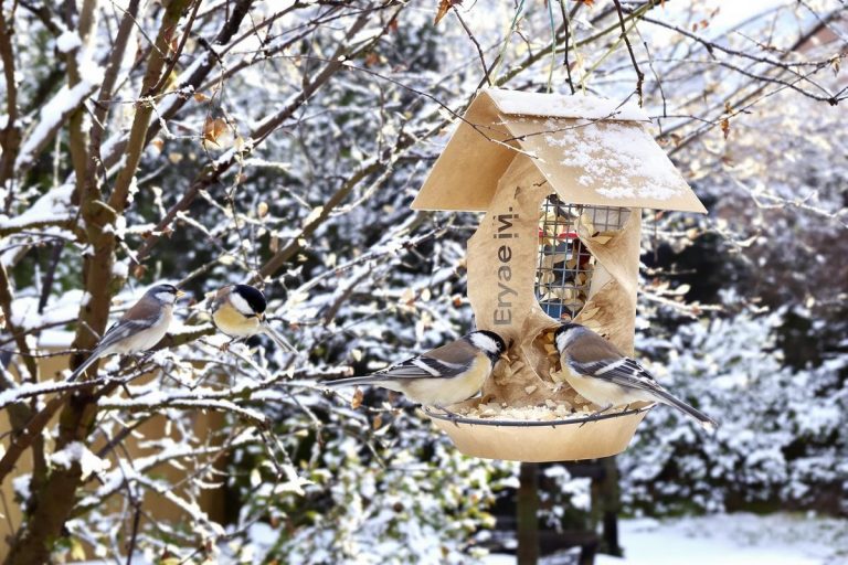 Ne jetez plus vos pots de crème fraîche vides ! Ils peuvent aider les oiseaux à survivre au froid de l'hiver.jpg