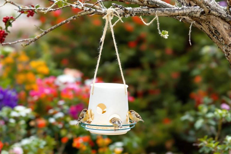 Oiseaux du jardin : cet objet que vous jetez chaque jour protège mieux leur santé que les grandes mangeoires achetées cet hiver.jpg