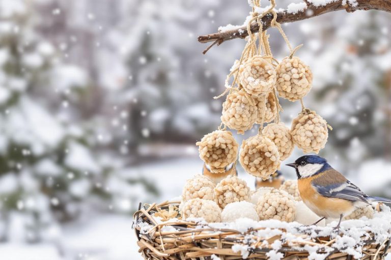 On parle souvent de nichoirs, mais beaucoup moins de cet aliment vital qui sauve les oiseaux en hiver.jpg