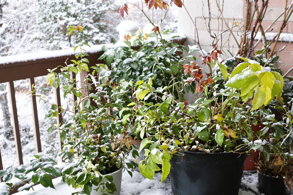 Plantes en pot détruites chaque hiver : ce phénomène météo discret bien plus meurtrier que le gel sur votre balcon.jpg