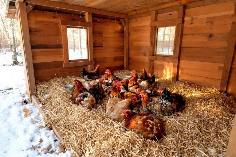 Poules en hiver : ce geste du soir dans le poulailler que 80 % des éleveurs oublient et qui les expose au grand froid.jpg