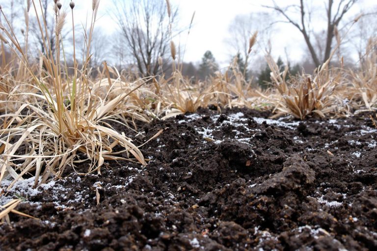 Pourquoi de plus en plus de jardiniers laissent leur terre se tasser (et ça change tout au printemps).jpg
