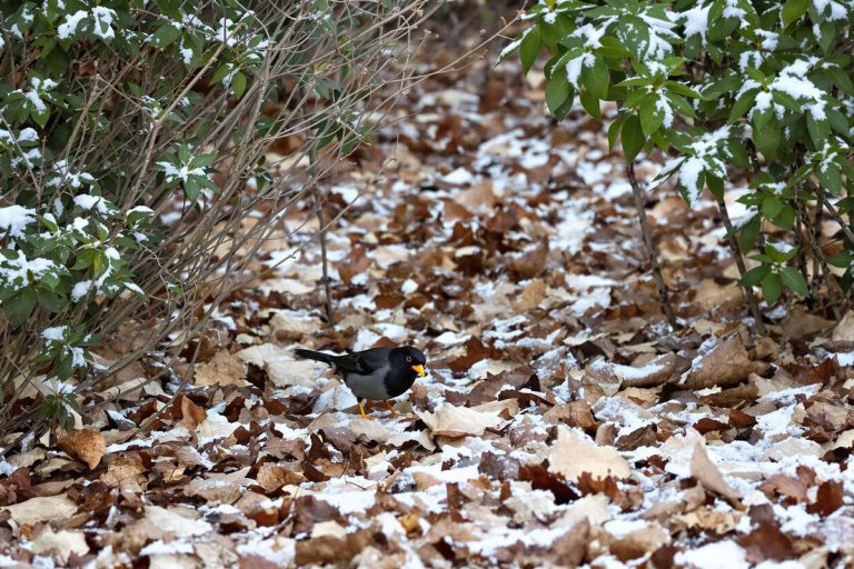 Pourquoi les merles désertent les mangeoires quand le froid arrive (et comment vraiment les nourrir).jpg