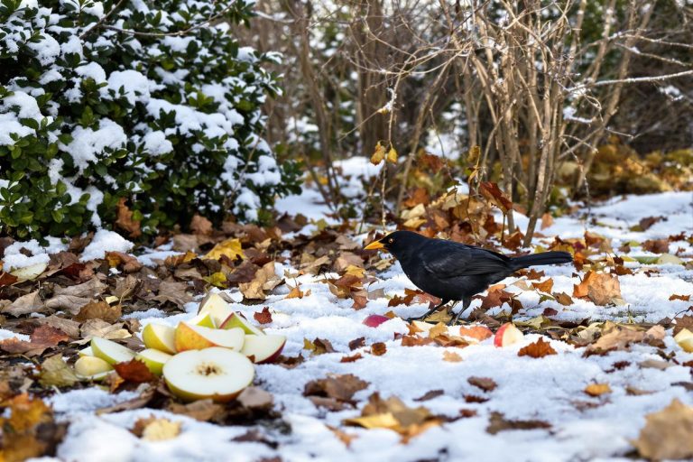 Pourquoi les merles tournent le dos aux mangeoires quand le froid s’installe (et comment bien les nourrir en hiver).jpg