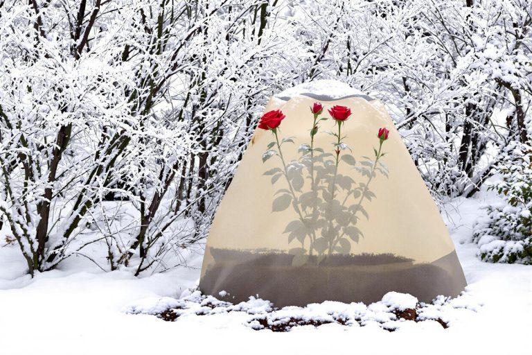 Rosiers ruinés par la neige : ce simple accessoire de jardin que 90% des amateurs oublient d’utiliser avant l’hiver.jpg