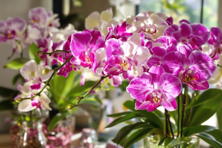 Vous jetez encore ce reste de cuisine ? Versé une fois par mois, il rend vos orchidées couvertes de fleurs.jpg